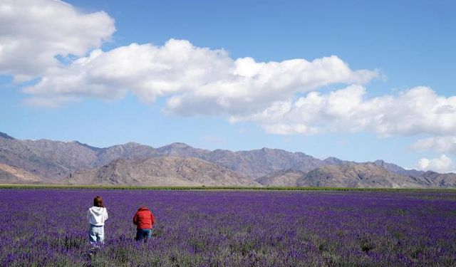 Çin'in Xinjiang bölgesinde turizm sektörü çiçek tarlası gezileriyle canlanıyor