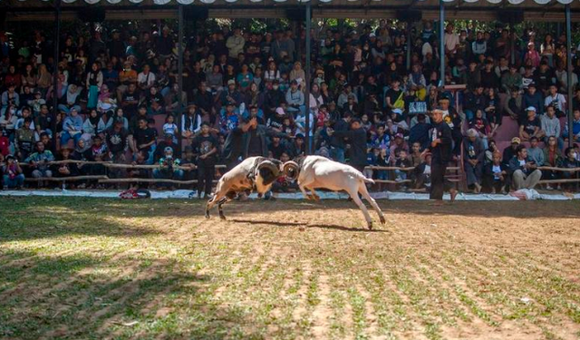 Endonezya'da geleneksel koç dövüşü etkinliği yoğun ilgi gördü