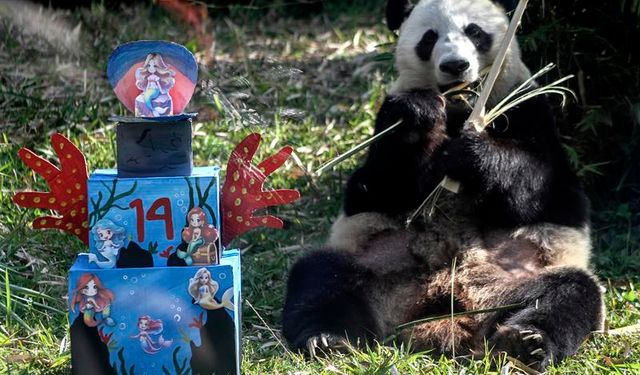 Endonezya'da dişi dev panda Hu Chun, 14. yaş gününü kutladı