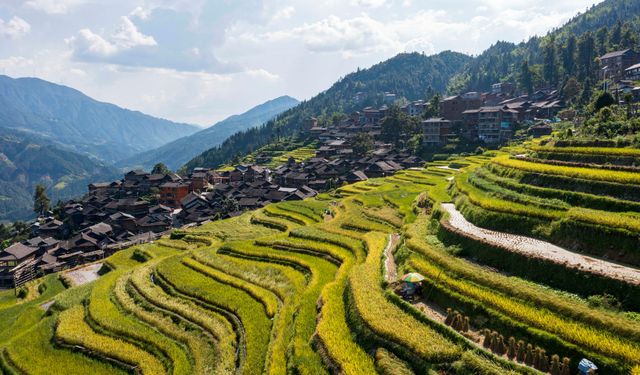 Çin'in Guizhou eyaletindeki teraslı tarlalarda çeltik hasadı başladı