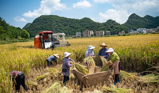 Çin'in Yunnan eyaletinde pirinç hasadı verimli geçiyor