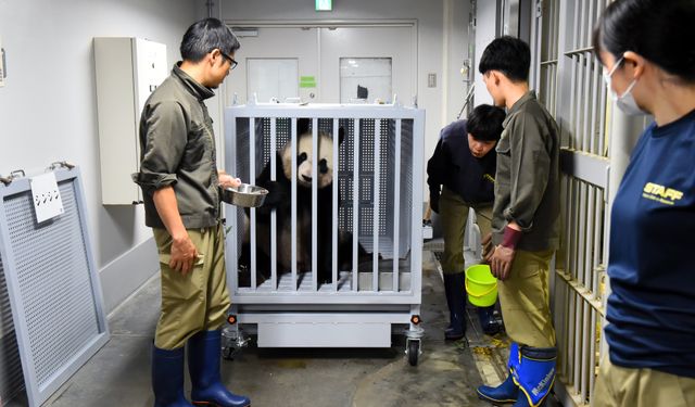 Japonya'daki dev panda çifti sağlık sorunları nedeniyle Çin'e döndü