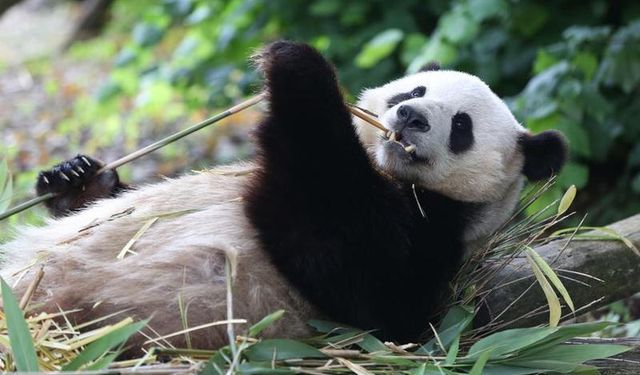 Belçika'da bulunan üç dev panda Aralık'ta Çin'e dönecek