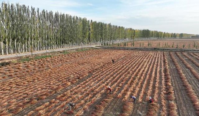 Çin'in İç Moğolistan bölgesinde hasat işlemleri tüm hızıyla devam ediyor