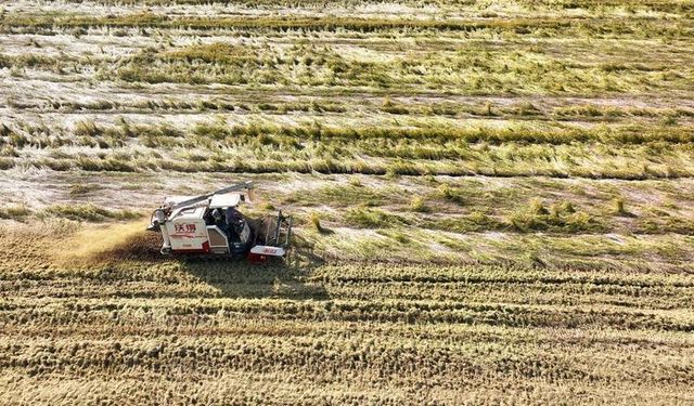 Çinli çiftçilerin sonbahar hasat çalışmaları son hızıyla devam ediyor