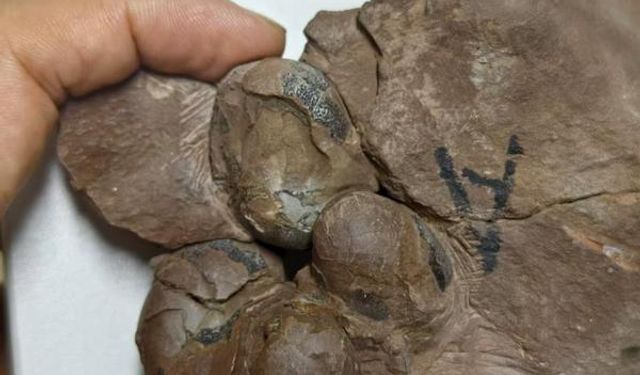 Dünyanın en küçük dinozor yumurtası fosilleri Çin'de bulundu