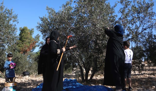 Batı Şeria'da zeytin hasadı başladı