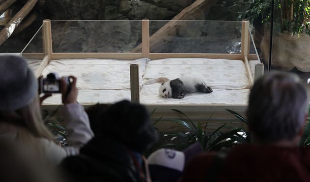 Berlin Hayvanat Bahçesi'nde doğan dev panda ikizleri ziyaretçilerle buluşuyor