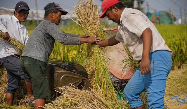 Nepal'de çeltik hasadı için hummalı çalışmalar sürüyor