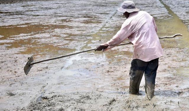 Sri Lanka'daki çeltik tarlalarında çiftçilerin hummalı çalışmaları sürüyor