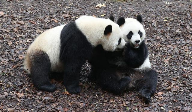 Belçikalılar Çin'e dönecek dev pandalara veda etti