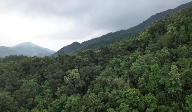 Çin'de uzman ve yetkililer, yüksek kaliteli ulusal parklar inşa edilmesi çağrısı yaptı