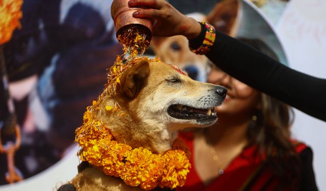 Nepal'de köpek festivali renkli görüntülere sahne oldu