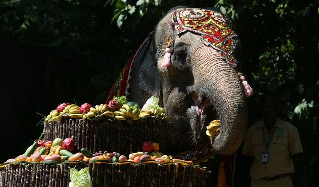 Myanmar'ın ünlü Asya fili Momo 71. yaş gününü kutladı