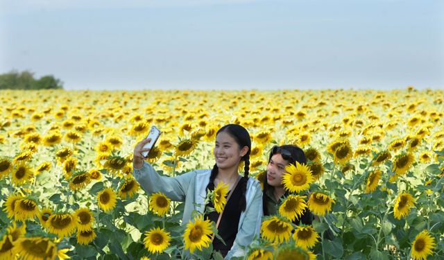 Tayland'ın ayçiçek tarlaları fotoğraf stüdyosuna döndü