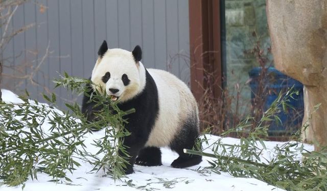 Çin'den ABD'ye giden dev panda çifti ziyaretçilerle buluştu