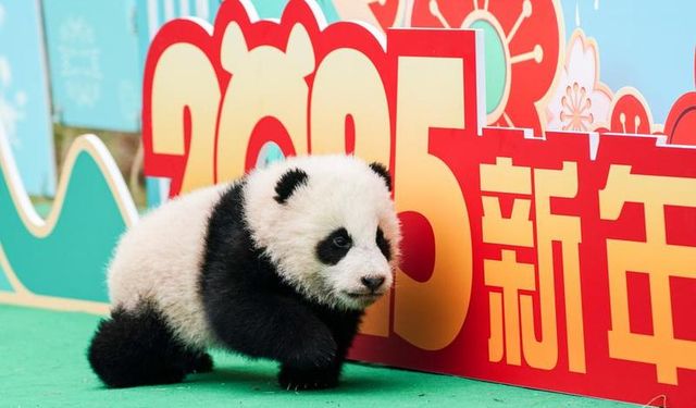 Çin'in Sichuan eyaletinde dev panda yavruları Bahar Bayramı'nı kutladı