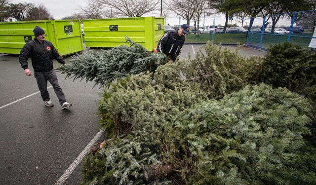 Kanada'da çöpe atılan Noel ağaçlarının geri dönüşümü için hummalı çalışma yürütülüyor