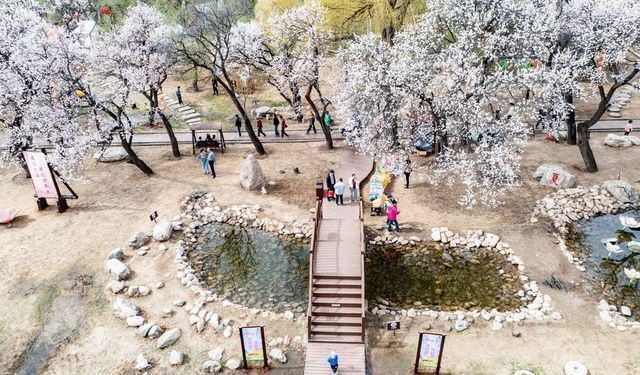 Albüm: Çin'in İç Moğolistan bölgesinde çiçek açan kayısı ağaçları turizmi canlandırdı