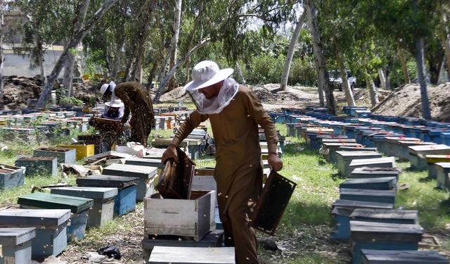 Pakistan'ın Peşaver kenti arıcılık faaliyetleriyle öne çıkıyor