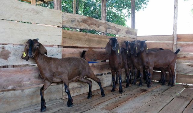 Çin'in gönderdiği melez keçiler Uganda'da hayvancılık sektörünü dönüştürmekte kullanılacak