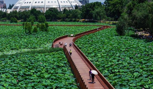 Çin'in Xuanwu Göl Parkı'ndaki lotus çiçekleri ziyaretçilere görsel şölen sunuyor