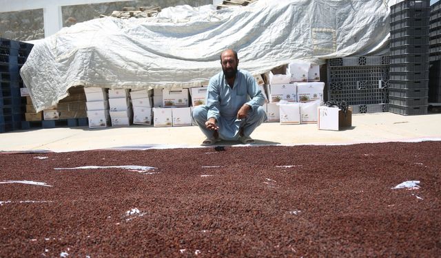 Afganistan'da 8 milyon dolar yatırımla kuru üzüm işleme tesisi açıldı