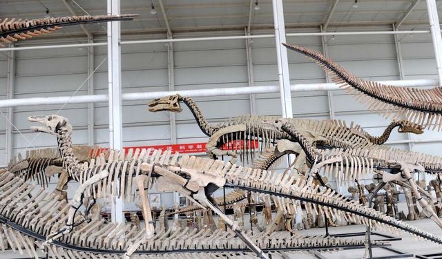 Asya'nın en uzun tiranozor uyluk kemiği Çin'in Zhucheng kentinde keşfedildi