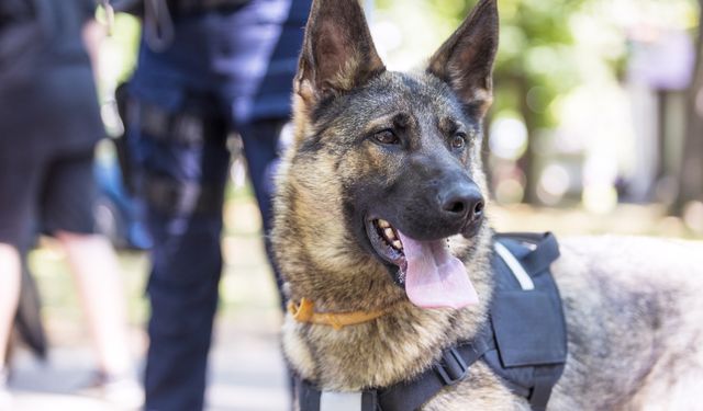 Avustralya polisi, ABD'den gelen konteynerde 80 kilogram kokain ele geçirdi