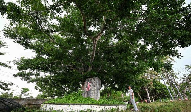 Çin, 5,08 milyon antik ve anıt ağaca ev sahipliği yapıyor