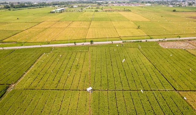 Endonezya, gıda güvenliğini güçlendirmek için 2029'a kadar 3 milyon hektarlık çeltik tarlası hedefliyor