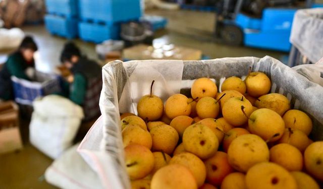 Çin'de Nanguo armudunun hasat süreci tüm hızıyla sürüyor