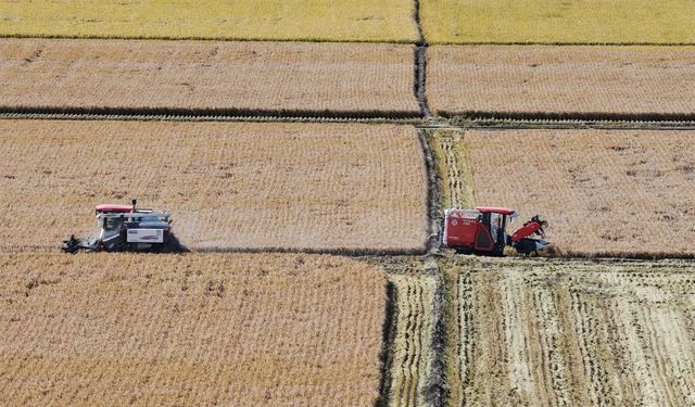 Çin'in "tahıl ambarı" Heilongjiang'da sonbahar hasadı hız kesmeden sürüyor