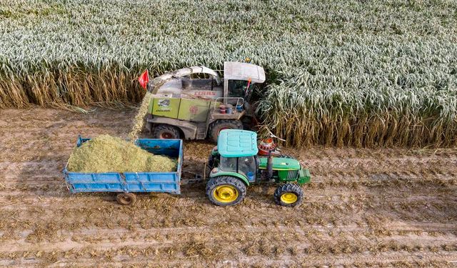 Çin'in Ningxia Hui Özerk Bölgesi'nde dev Juncao bitkisinin hasat sezonu başladı