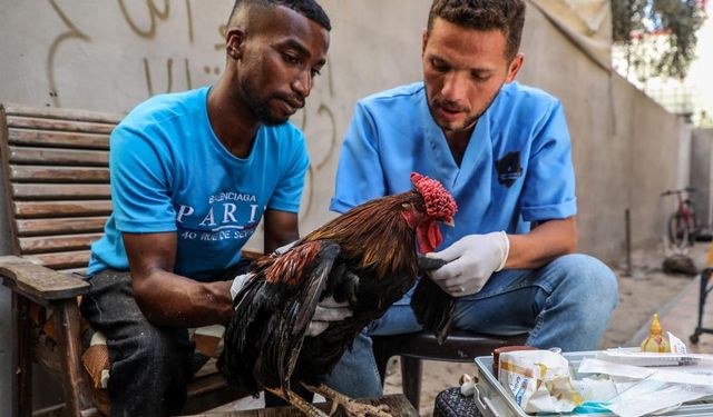 Gazze'de gönüllüler, hasta ve yaralı hayvanlar için tedavi hizmeti sunuyor