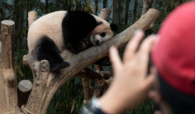 Güney Kore'de dev panda çifti Ai Bao ve Le Bao ziyaretçilerden yoğun ilgi görüyor
