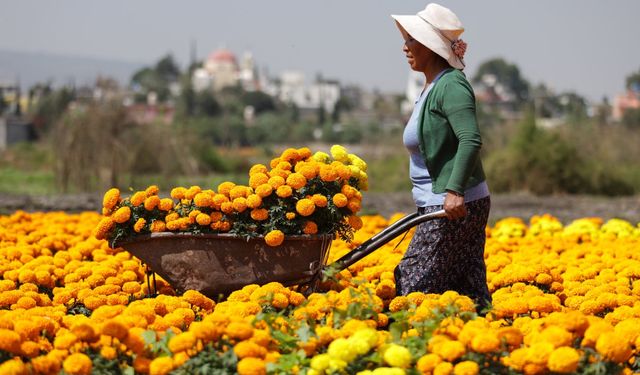 Meksika'da Ölüler Günü hazırlıkları kapsamında kadife çiçeği hasadı tüm hızıyla sürüyor