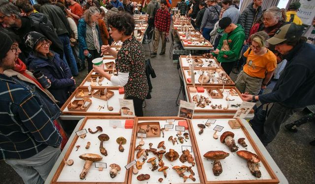 Kanada'da düzenlenen mantar fuarında 300'den fazla mantar türü sergilendi