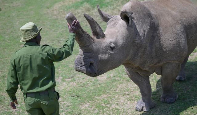 Kuzey beyaz gergedanı türünün son iki üyesi 'Najin' ve 'Fatu' Kenya'da koruma altında yaşıyor