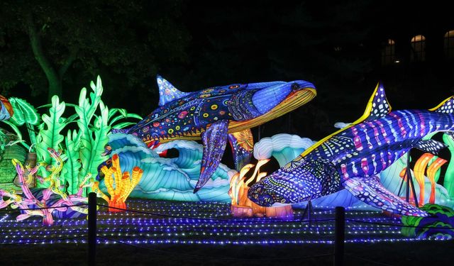 Macaristan'da düzenlenen Çin Fener Festivali'nde hayvan temalı fenerler görsel şölen sundu