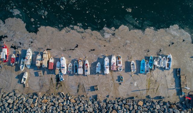 Roundup: Mucilage, jellyfish invasions threaten fishing industry in Türkiye's Marmara Sea