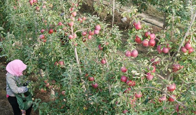 Çin'in Shapotou bölgesi elma üretim verimliliğini artırdı