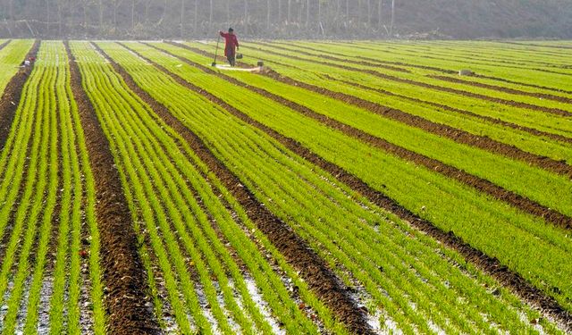 Çin'de 10 Kasım itibarıyla kışlık buğdayın yüzde 70'i ekildi