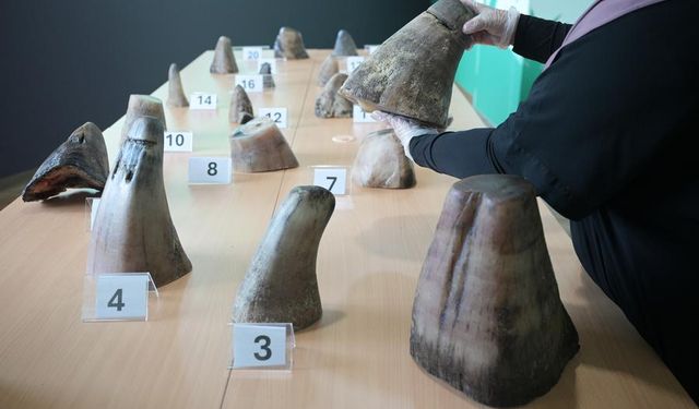 Singapur'da bugüne kadarki en büyük miktarda kaçak gergedan boynuzu ele geçirildi