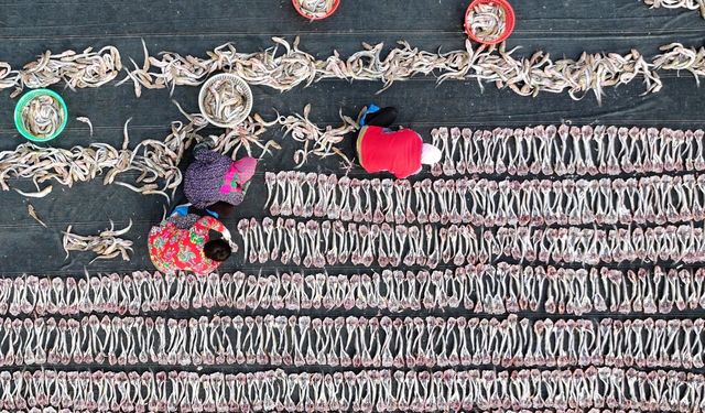 Çin'in Hebei Eyaleti balıkçı kasabasında deniz ürünleri kurutma sezonu başladı