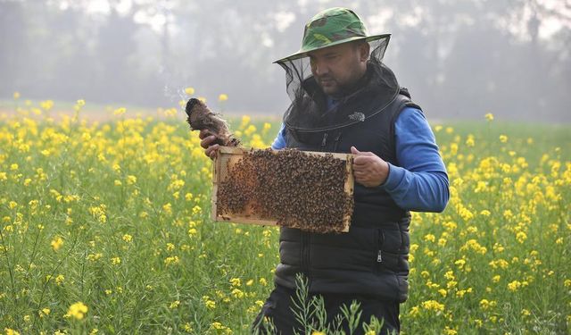 Bangladeş'in başkenti Dakka'da arıcılar bal peteklerini işlemeye hazırlanıyor
