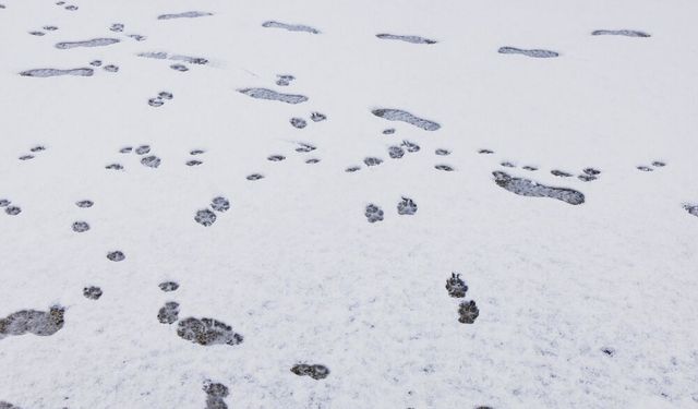 Japonya'da rekor kar yağışı: 2.000'den fazla kişi havalimanında mahsur kaldı