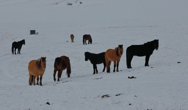 Moğolistan'ın 9 eyaleti ağır kış şartlarının etkisinde