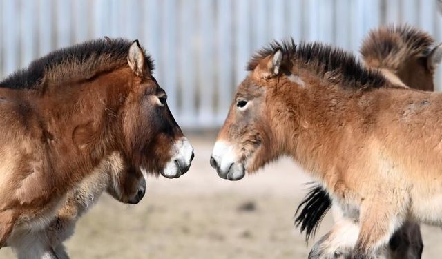 Çin'de nesli tehlike altındaki Przevalski atları yeniden doğaya salındı