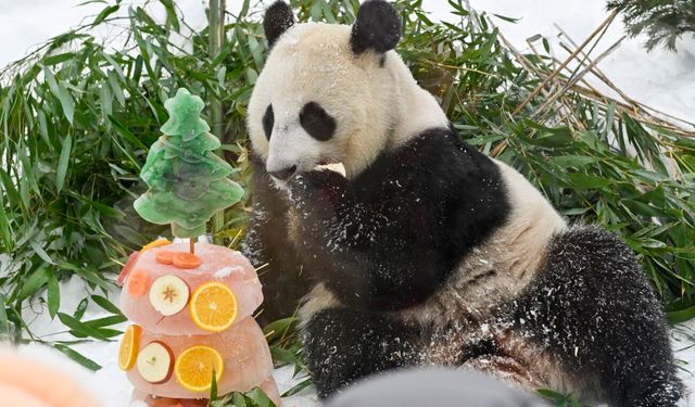 Moskova Hayvanat Bahçesi'ndeki dev pandalar Çin Yeni Yılı kutlamalarında yoğun ilgi topladı